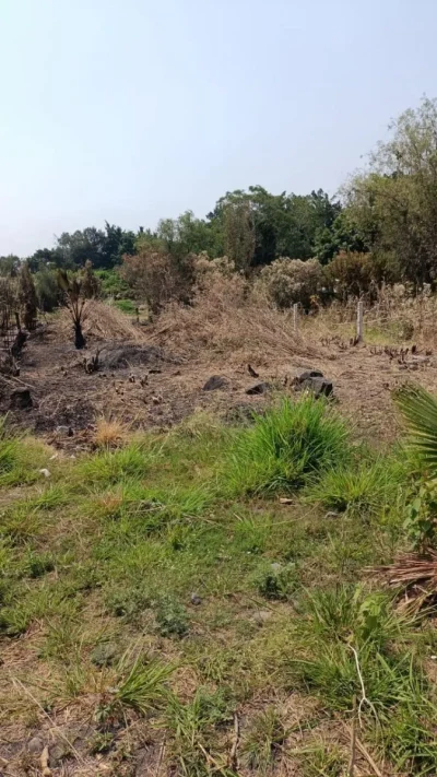 🌳✨ TERRENO DE 264 m² EN CUAUTLIXCO, CUAUTLA | AGUA + LUZ | $330 MIL